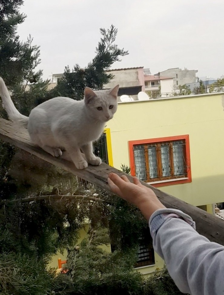 Ağaçta Mahsur Kalan Kediyi Köprü Yaptığı Tahta İle Kurtardı