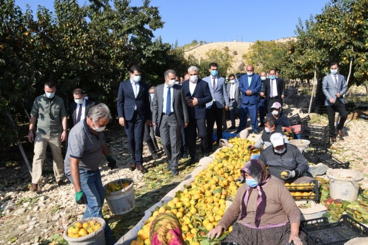 Adıyaman’da Hurma Hasadı Başladı