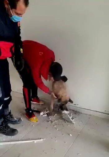 Köpek, Duvar Kırılarak Sıkıştığı Yerden Çıkartıldı