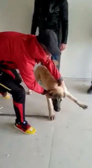 Köpek, Duvar Kırılarak Sıkıştığı Yerden Çıkartıldı