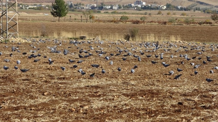 Sürü Halindeki Güvercinler Hayran Bıraktı