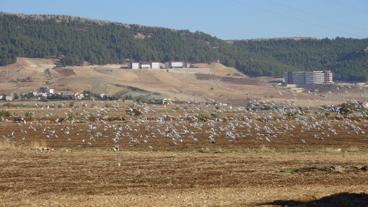 Sürü Halindeki Güvercinler Hayran Bıraktı