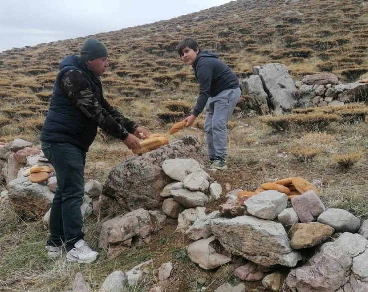 Yaban Hayvanlarına Yem Bırakıldı