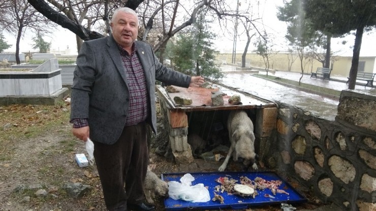 Aç Kalan Yavru Köpeklerin Yardımına Başkan Kıymaz Yetişti