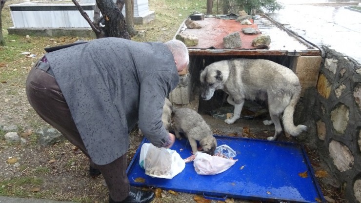 Aç Kalan Yavru Köpeklerin Yardımına Başkan Kıymaz Yetişti