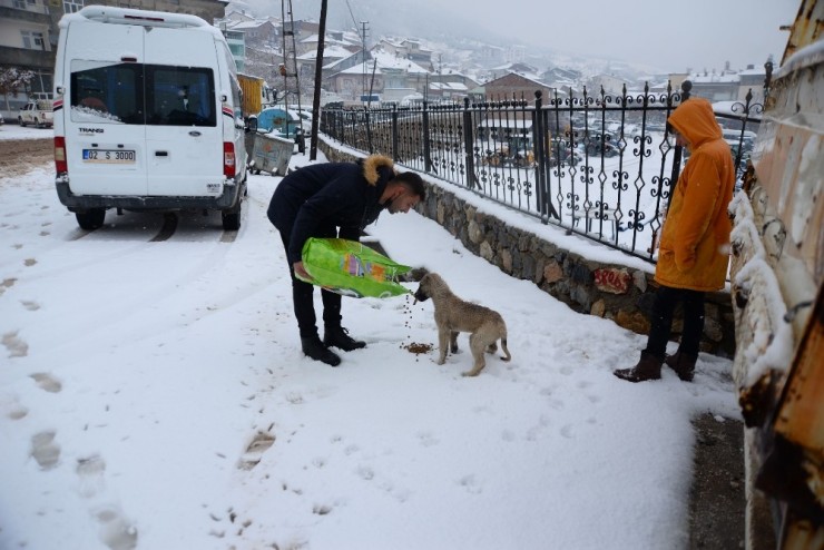 Çelikhan’da Kar Yağışı Etkili Oldu