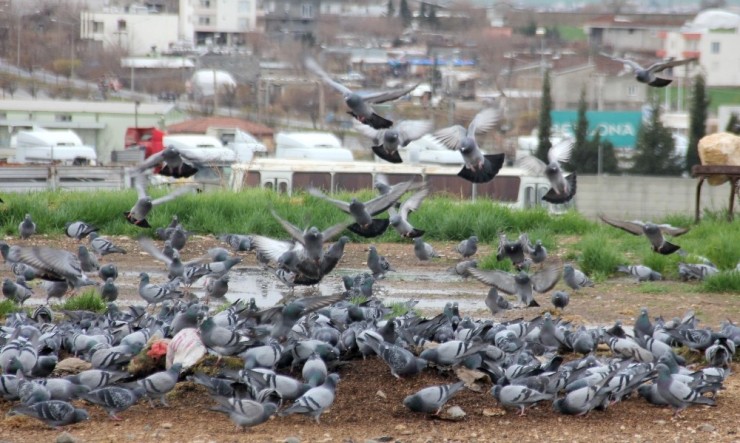 Yağmurda Aç Kalan Güvercinler Buğday Pazarını Mesken Tuttu