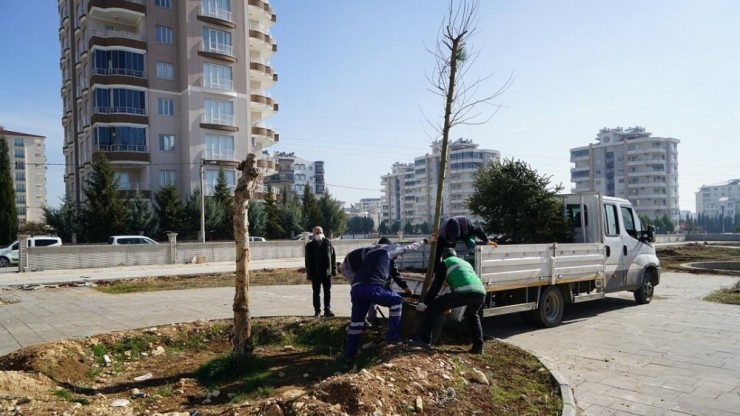 Kent Parkta Ağaçlandırma Çalışması