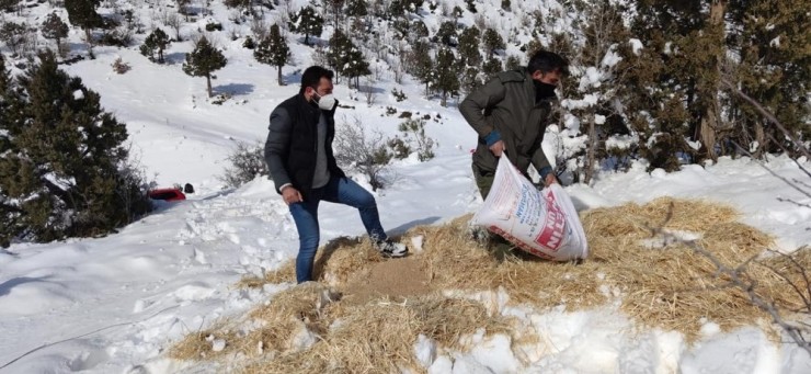 Yaban Hayvanları İçin Doğaya Yem Bırakıldı