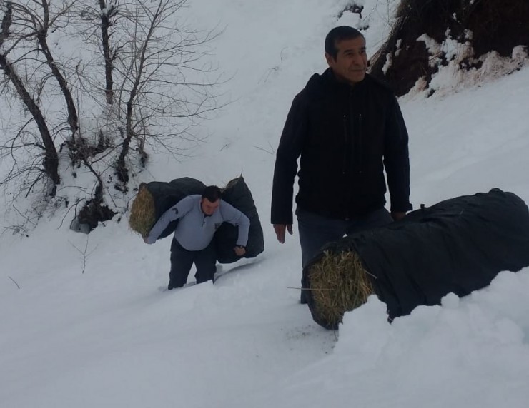 Karda Aç Kalan Dağ Keçileri Bırakılan Yemlere Akın Etti