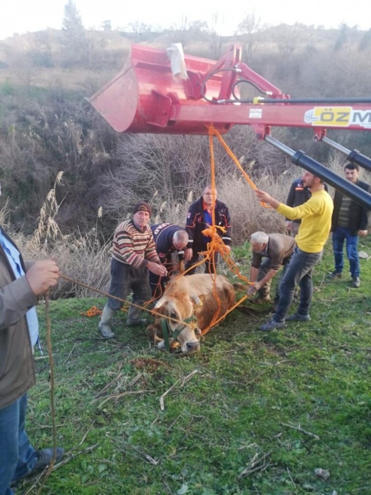 Dereye Düşen İnek Kurtarıldı