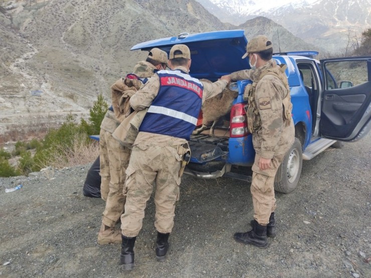 Adıyaman’da Yaralı Dağ Keçisi Bulundu