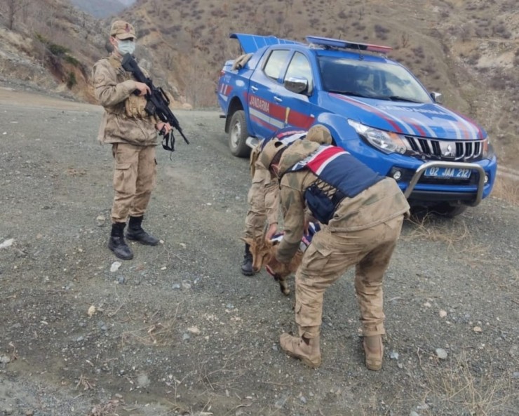 Adıyaman’da Yaralı Dağ Keçisi Bulundu