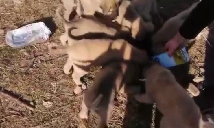 Aç Kalan Yavru Köpekleri Vatandaş Besledi