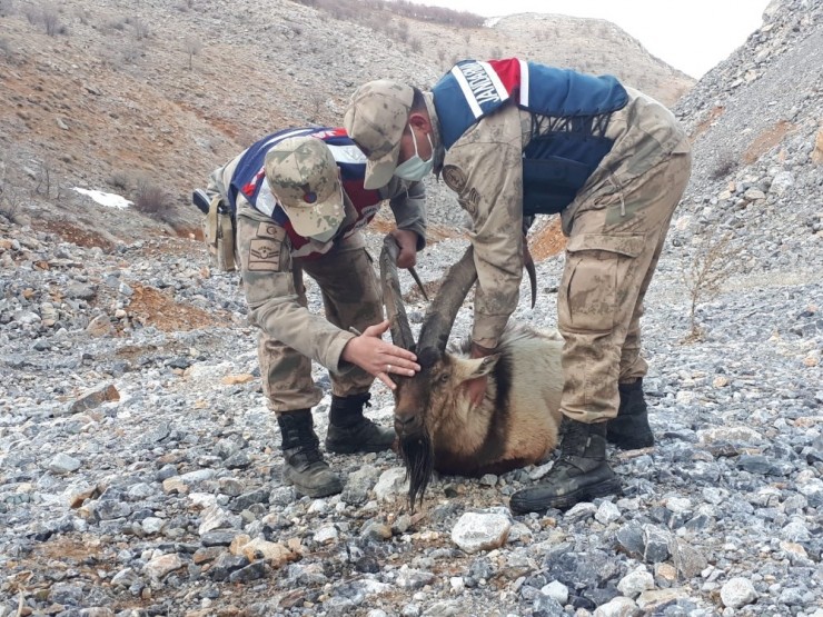 Yaralı Dağ Keçisinin Yardımına Jandarma Koştu