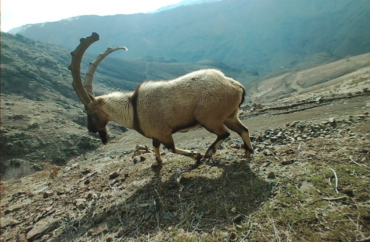 Sırtlanlar Ve Diğer Yaban Hayvanları Fotokapana Takıldı