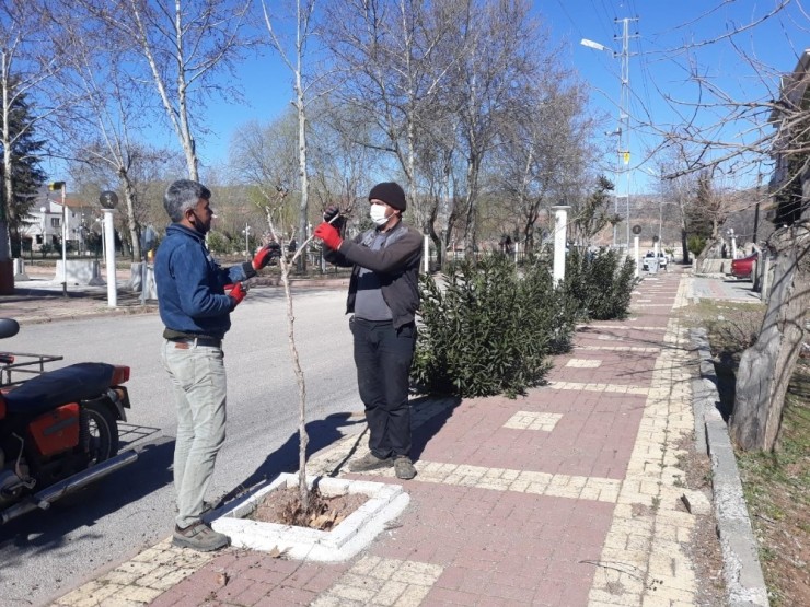 Gölbaşı İlçesinde Ağaçlar Budanıyor