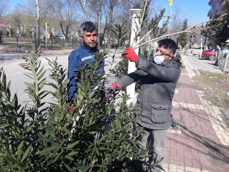 Gölbaşı İlçesinde Ağaçlar Budanıyor