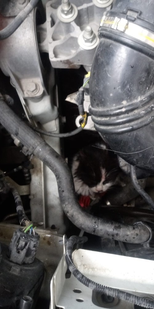 Yavru Kedi Otomobilin Motor Kısmına Sıkıştı