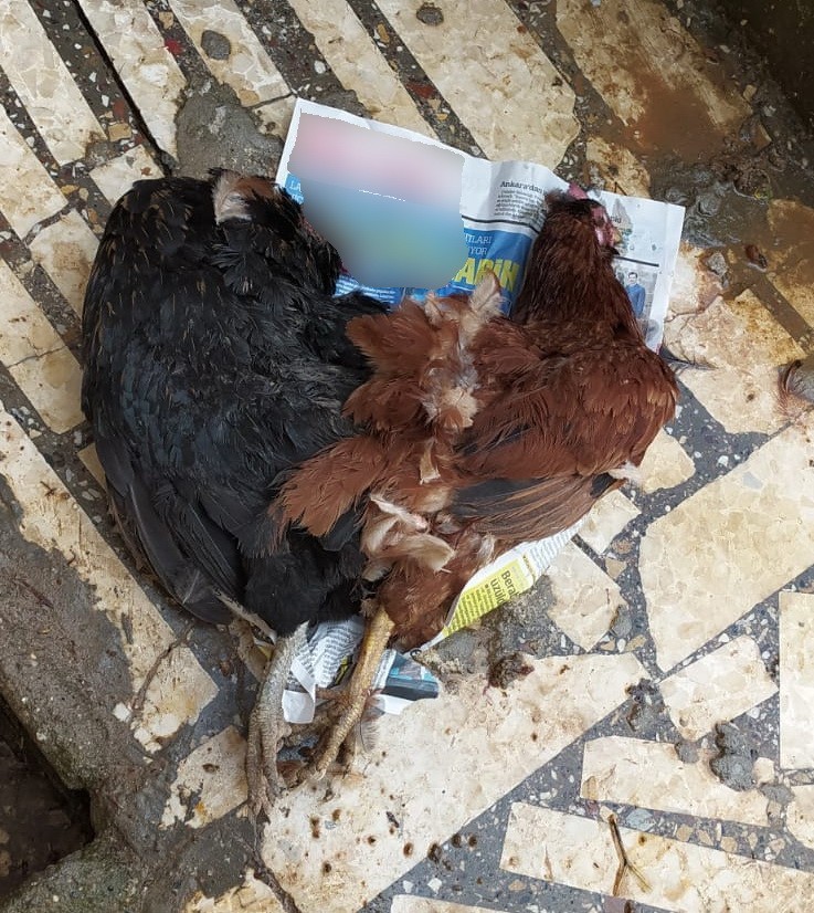 Aç Kalan Sokak Köpekleri Tavukları Parçaladı