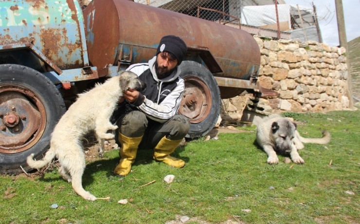 Beş Ayaklı Engelli Köpek Yürüyemiyor