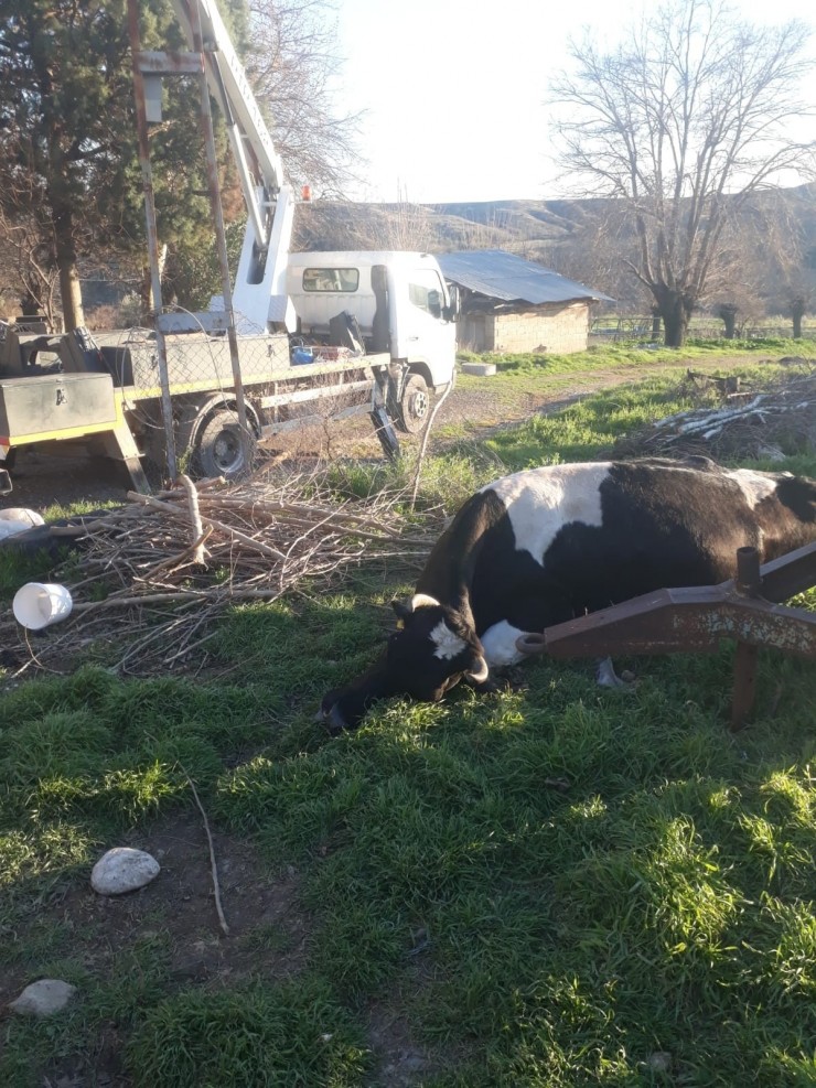 Elektrik Akımına Kapılan İnek Telef Oldu