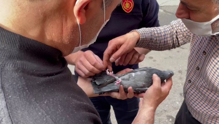 Klima Motorunda Mahsur Kalan Güvercin Kurtarıldı