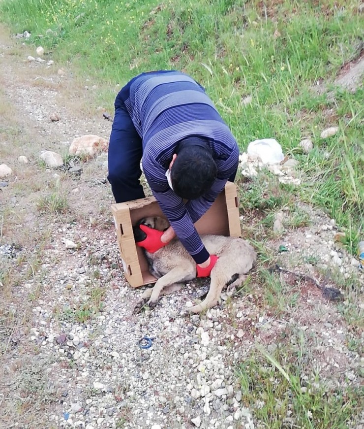 Aracın Çarptığı Yaralı Köpeğe Polis Sahip Çıktı