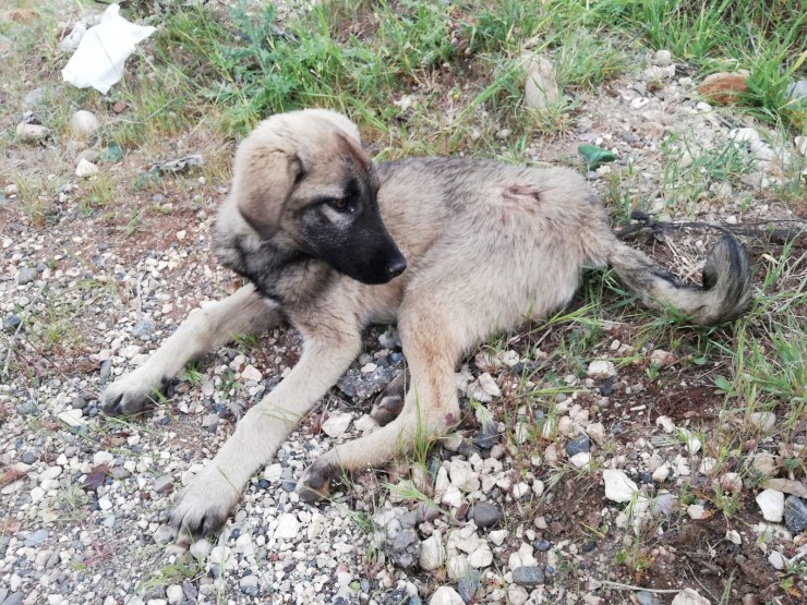 Aracın Çarptığı Yaralı Köpeğe Polis Sahip Çıktı