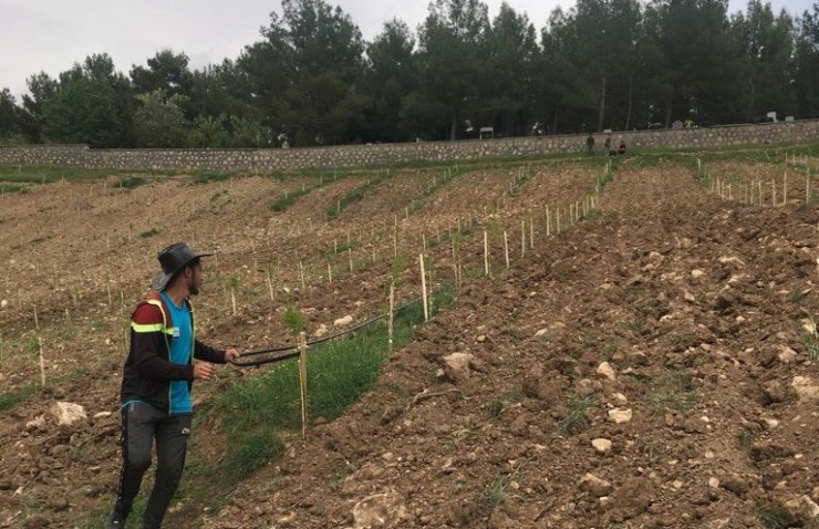 Adıyaman’da Kadın Çitçilere Modern Badem Bahçesi