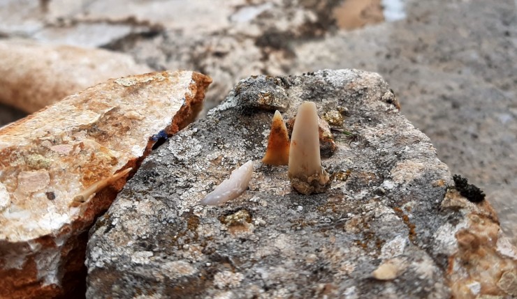 Adıyaman’da Milyonlarca Yıl Öncesine Ait Balık Dişleri Bulundu