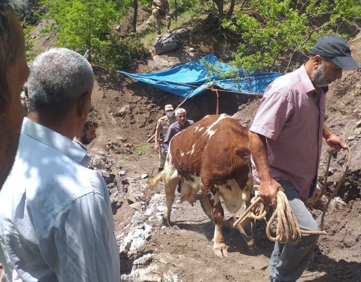 Mahsur Kalan İneği Jandarma Ekipleri Kurtardı
