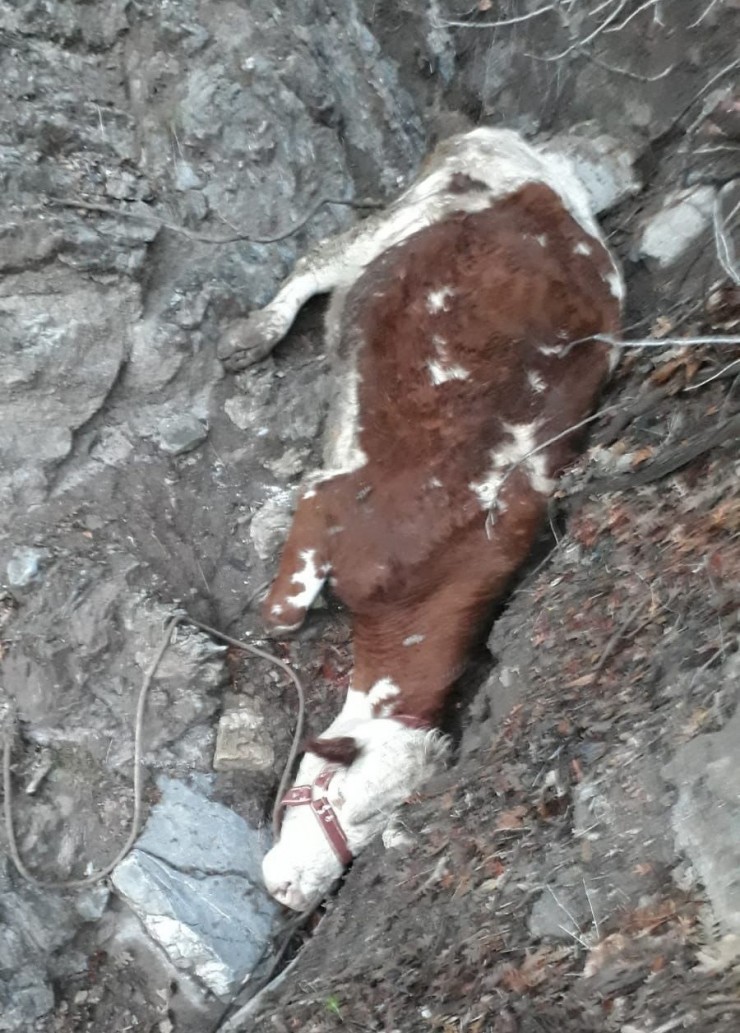Mahsur Kalan İneği Jandarma Ekipleri Kurtardı