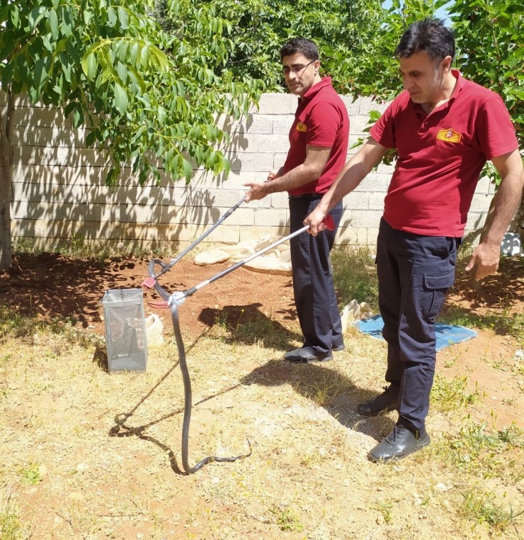 Bahçede Görülen Yılanı İtfaiye Yakaladı