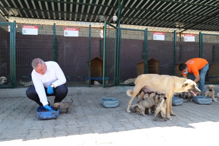 Kahta’daki Hayvan Barınağı Bölgeye Hitap Ediyor
