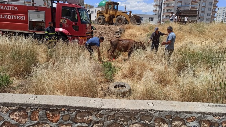 Su Kanalına Düşen İnek İtfaiye Ekiplerince Kurtarıldı