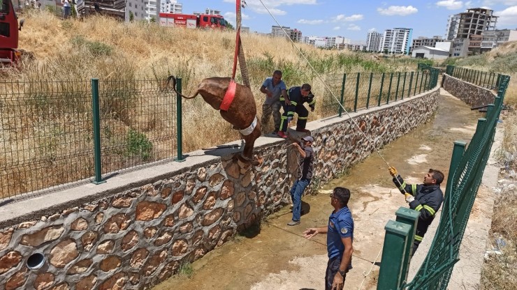 Su Kanalına Düşen İnek İtfaiye Ekiplerince Kurtarıldı