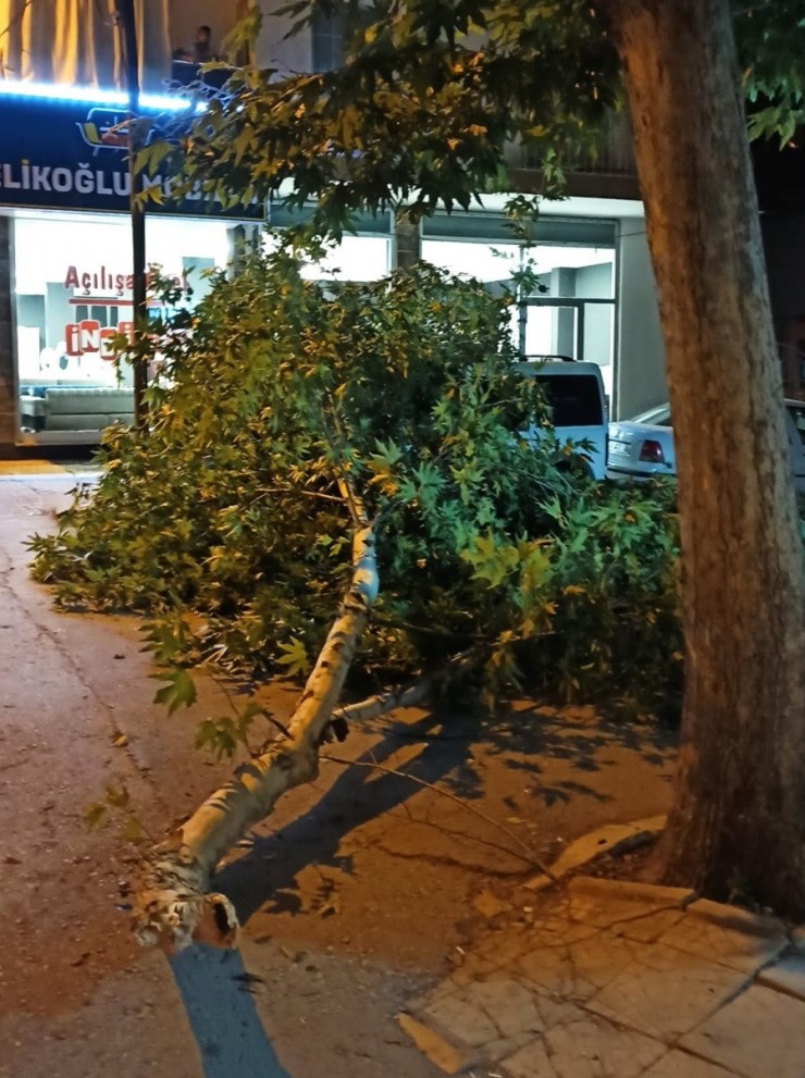 Ağaç Dalı Park Halinki Aracın Üzerine Düştü