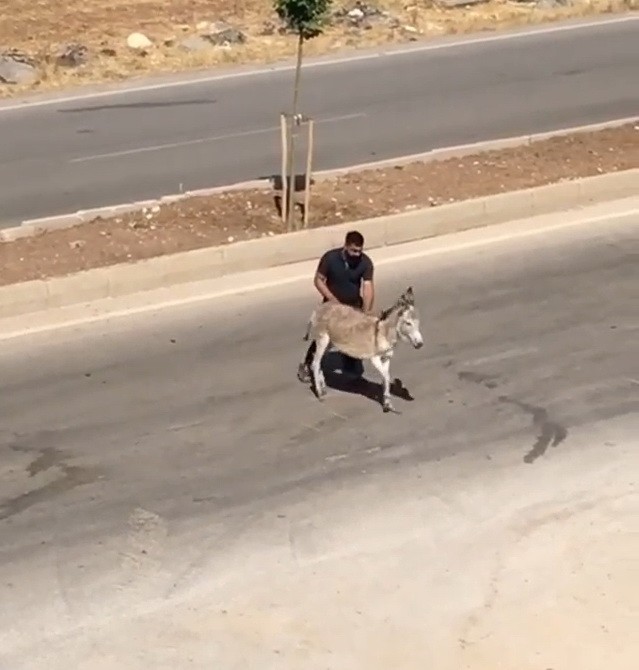 Hasta Eşeği Yolun Karşısına Geçirerek İnsanlık Dersi Verdi