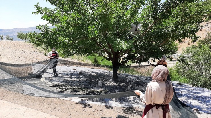 Adıyamanlı Kadınlar, ‘dut Yaprağı’ İle Kanserojensiz Pekmez Yapıyor