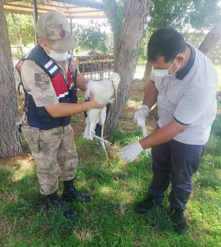 Jandarma Ekipleri Yaralı Leyleği Tedavi Ettirdi