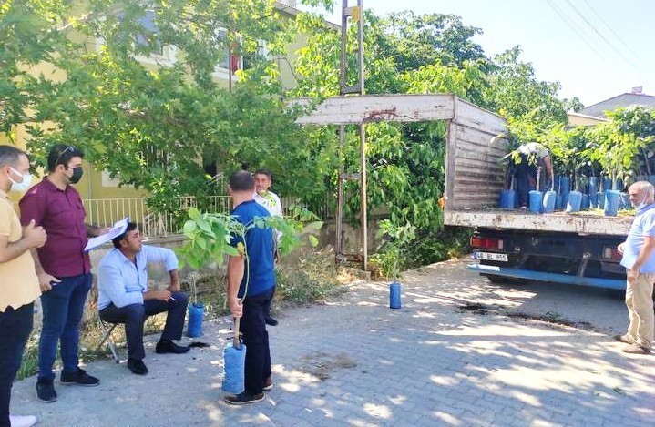 Sincik’te Ceviz Fidanı Dağıtıldı