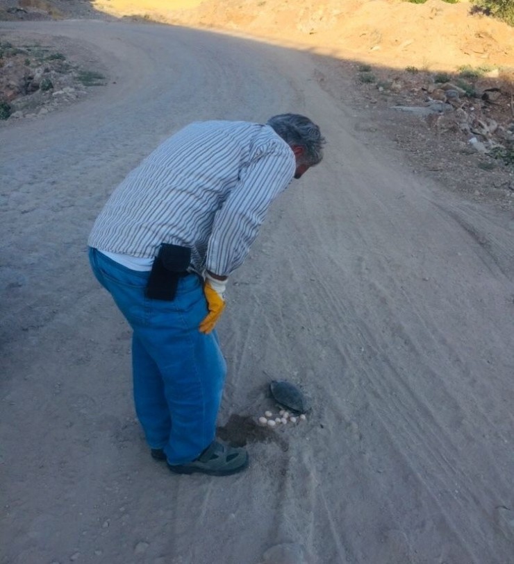 Kaplumbağa Yol Ortasına Yumurtladı