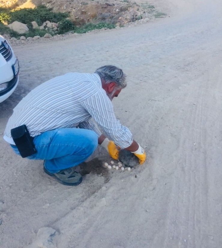 Kaplumbağa Yol Ortasına Yumurtladı