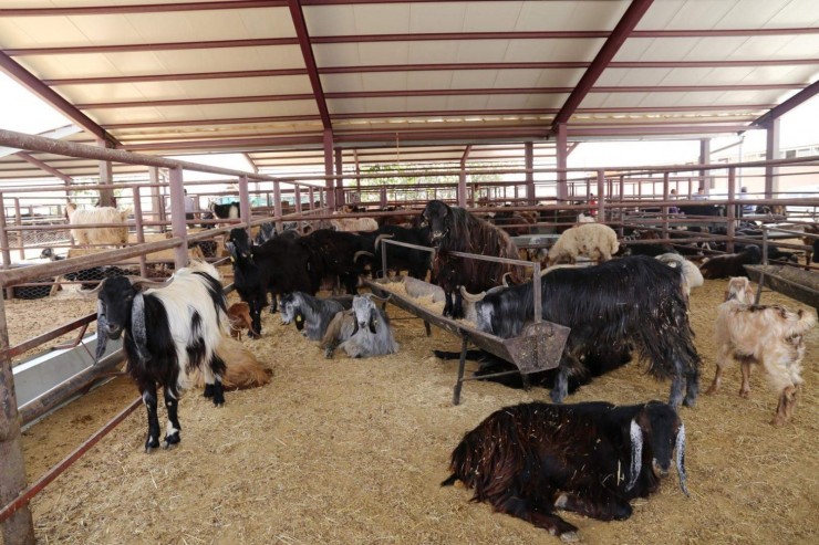 Adıyaman Belediyesi, Kurban Bayramı Hazırlıklarını Tamamladı