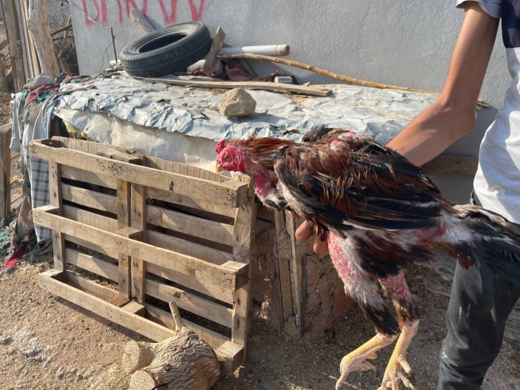 Kuluçkaya Yatan Horoz Sahibini Şaşırttı