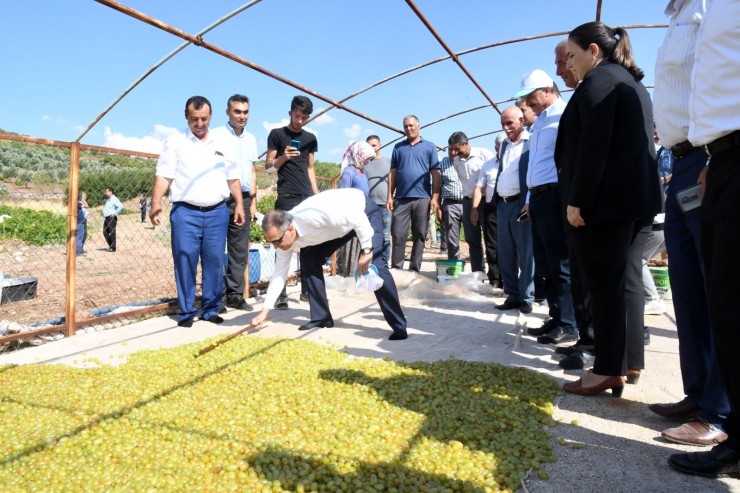 Vali Çuhadar Bağbozumuna Katıldı