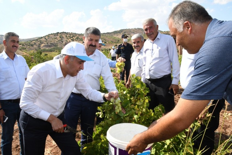 Vali Çuhadar Bağbozumuna Katıldı