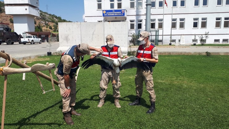 Jandarma Yorgun Leyleğe Sahip Çıktı