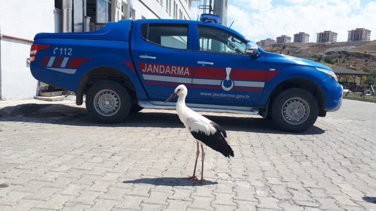 Jandarma Yorgun Leyleğe Sahip Çıktı